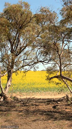 Canola Field, WA. 
